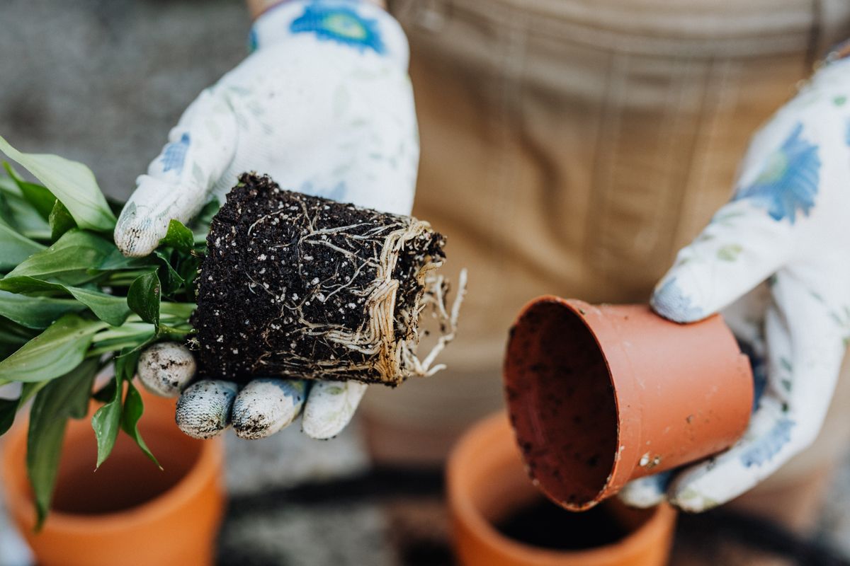 Close-up of a gardener's hands transplanting a plant with visible roots into a clay pot