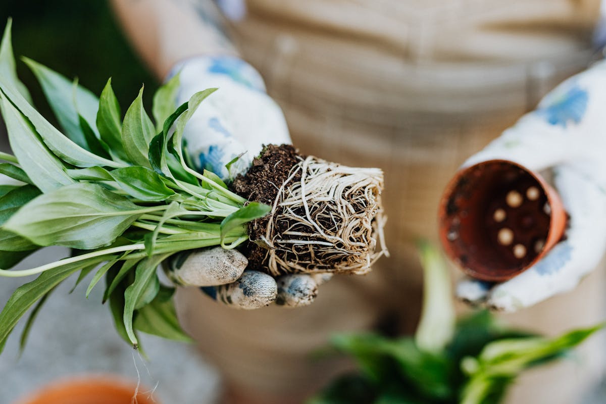 A gardener repotting a houseplant with visible roots and rhizome structure exposed — the key stage in rhizome division where the underground stem is assessed and the cut point identified