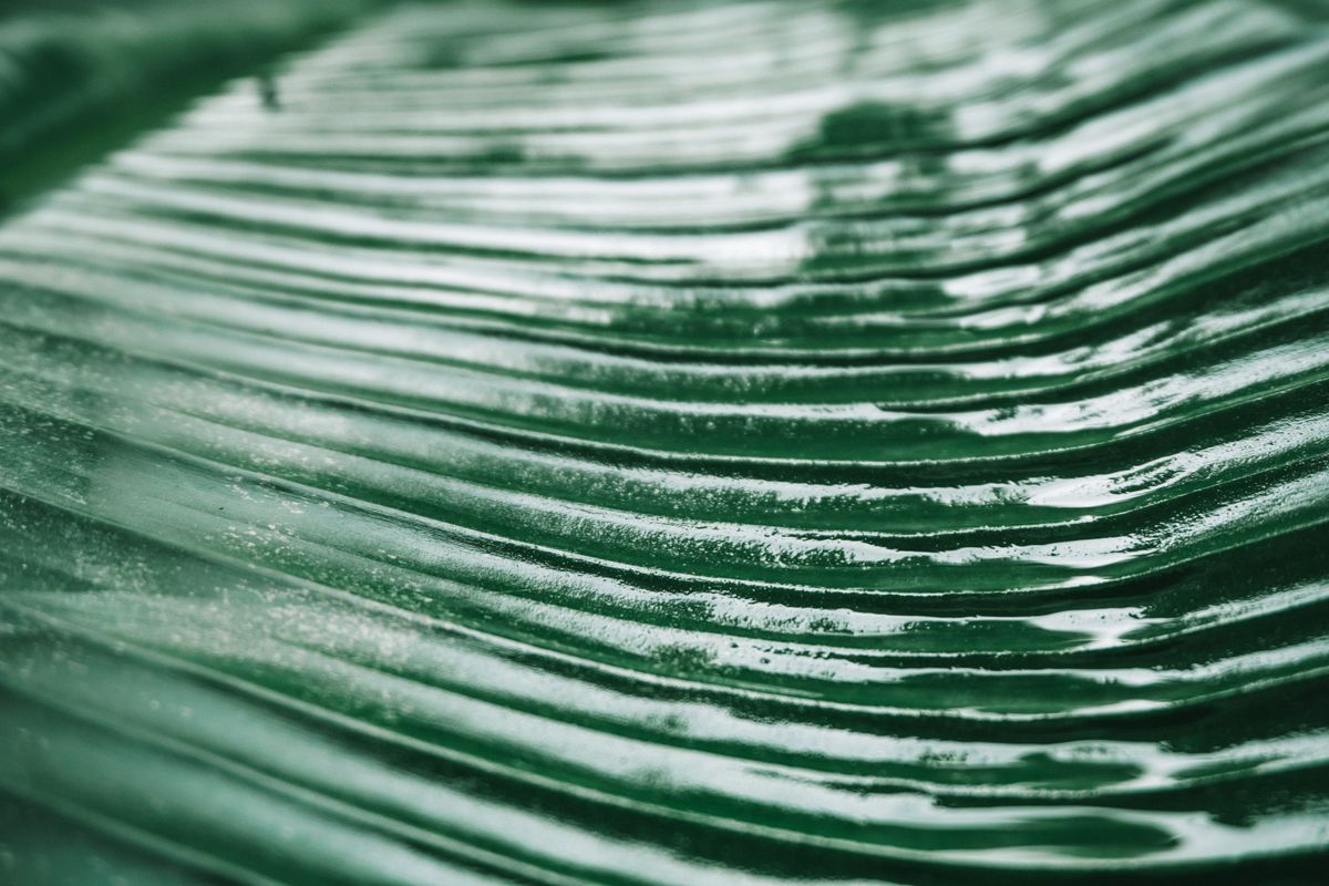 Extreme close-up of a shiny green leaf surface, illustrating the kind of glossy epicuticular wax layer that filters UV light and reduces water loss