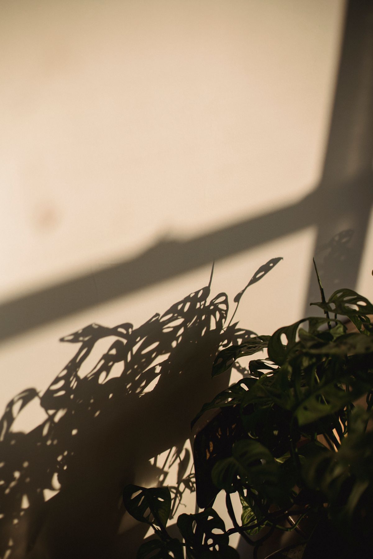 Why Do New Snake Plant Leaves Grow Thin and Weak?