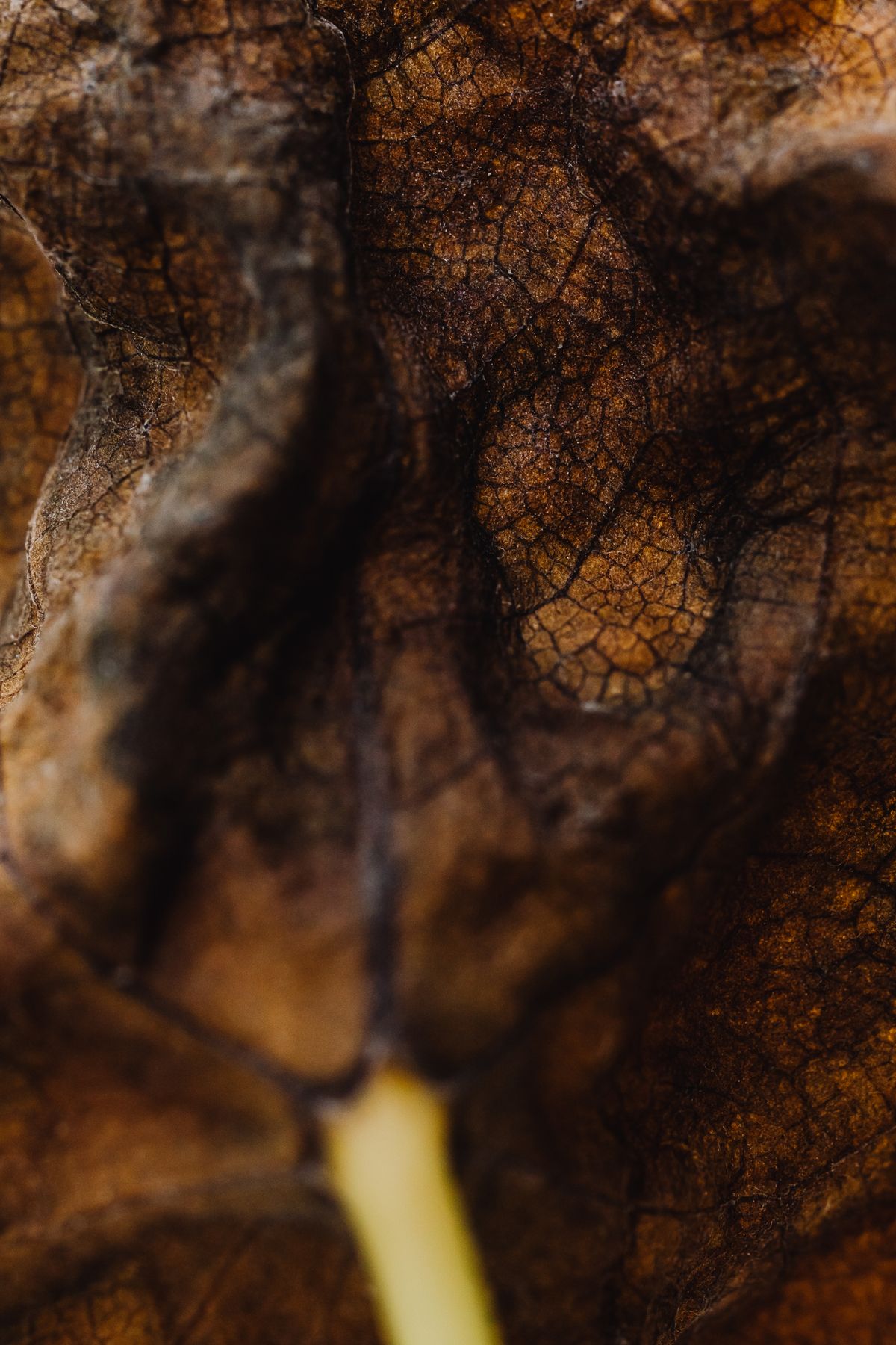 A dried leaf showing brittle texture, similar to how chronically underwatered or low-humidity snake plant leaves lose flexibility before cracking