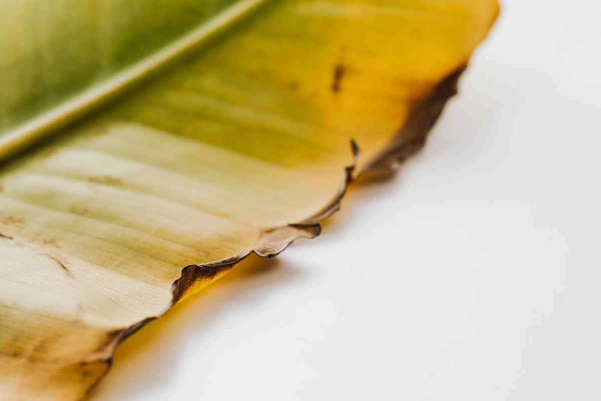 Detailed close-up of a dried banana leaf showing its brown, crisping edges against a white background