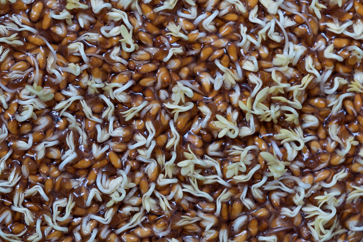 Detailed close-up of brown seeds sprouting with roots emerging in a moist environment
