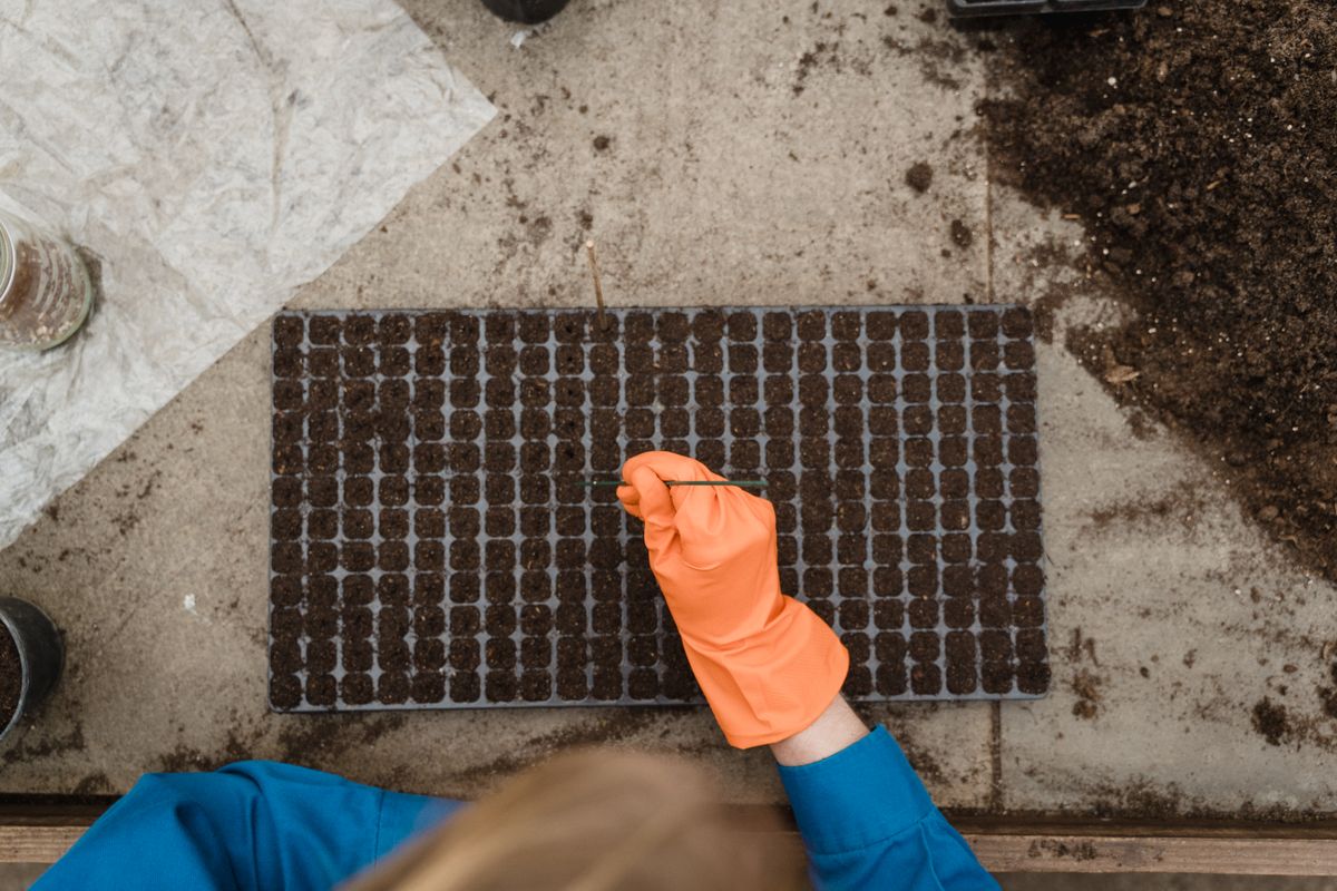 Gardener wearing orange gloves sowing seeds into a tray, similar to the process for planting seeds cleaned from ripe snake plant berries