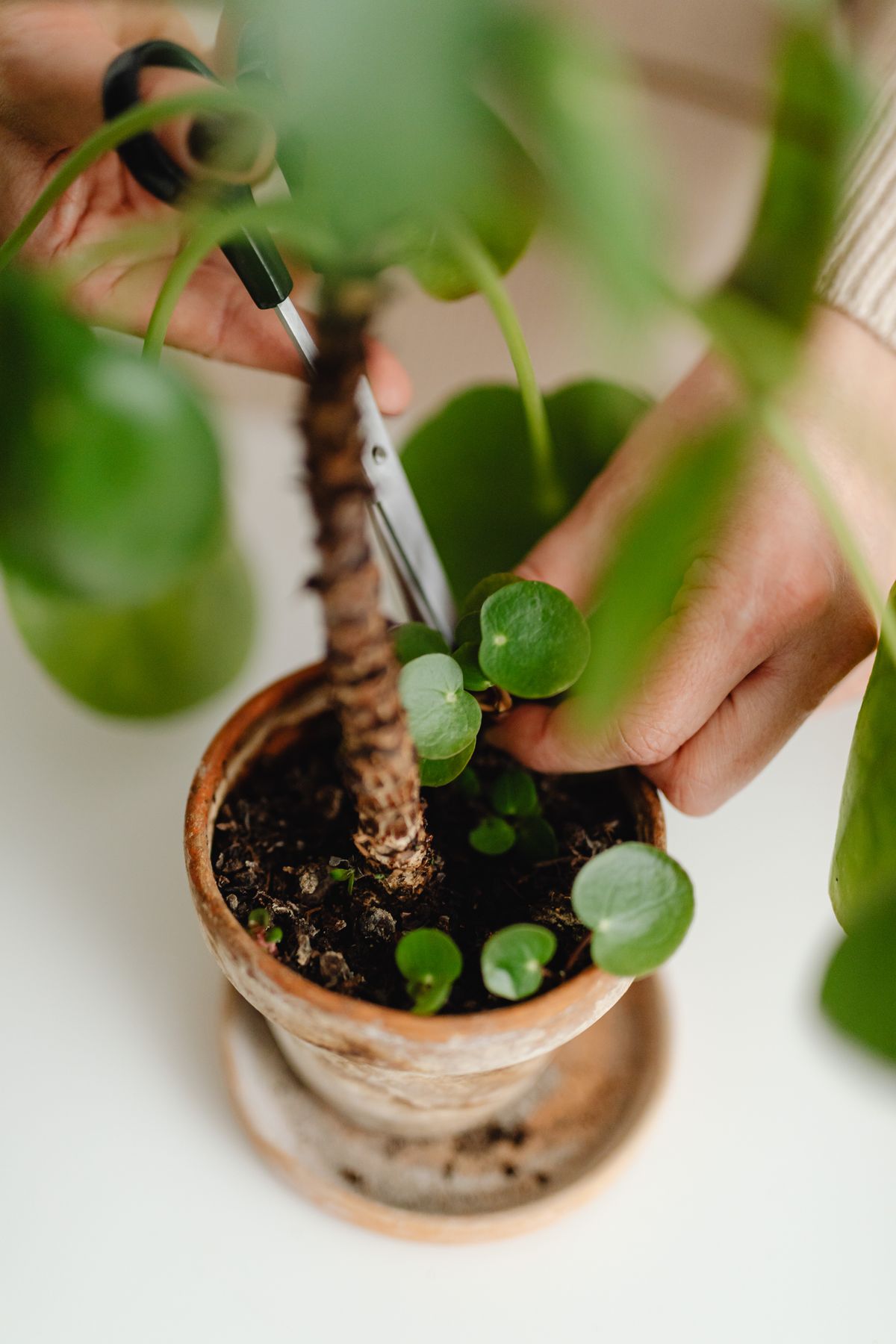 Close-up of hands trimming a potted houseplant with scissors