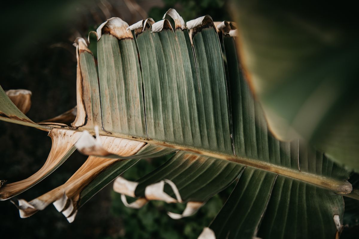 Why Do Snake Plant Leaf Tips Turn Brown?