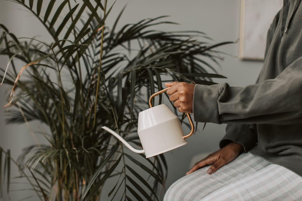 A person holds a watering can while tending to a lush indoor plant