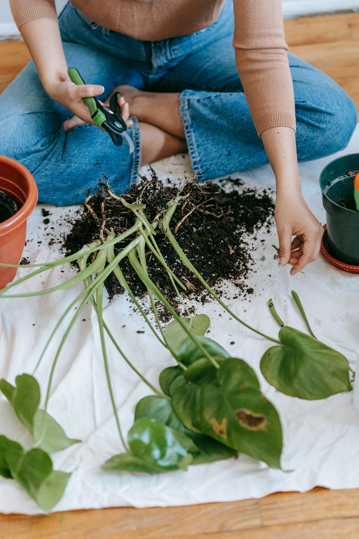High-angle view of a gardener with pruning secateurs preparing a plant for division and repotting — showing the timing and preparation before making the rhizome cut