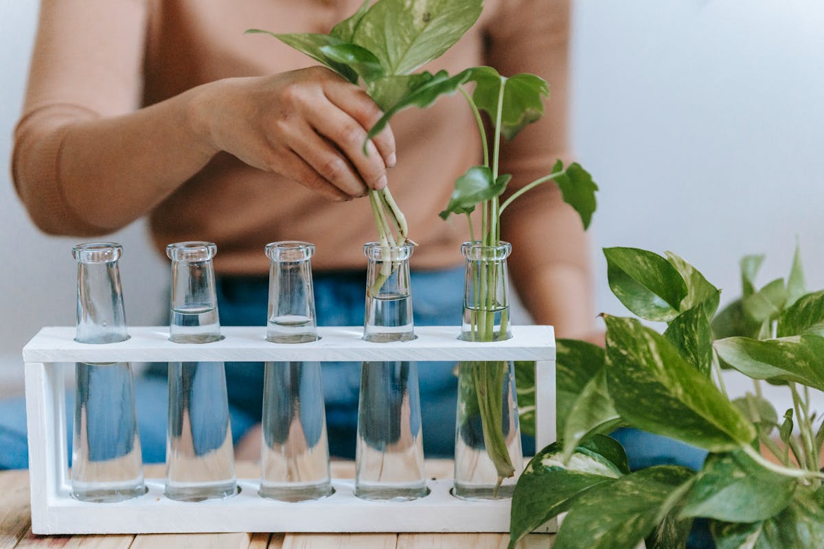 A plant cutting placed in a glass bottle of water showing early root development — the water propagation method works for sansevieria but requires transplanting once roots reach 2–3 cm