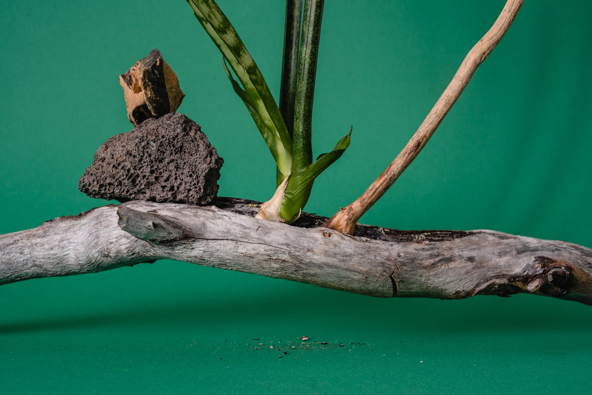 Artistic composition featuring a Sansevieria plant with natural rocks and driftwood against a green background highlighting the structural architectural character of cylindrical snake plant leaves