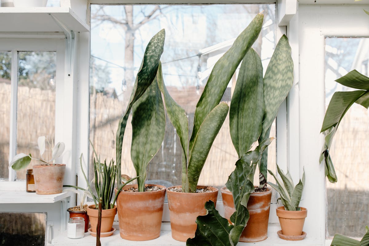 A variety of indoor plants in clay pots arranged on a bright windowsill showing the challenge of distinguishing similar species by leaf appearance