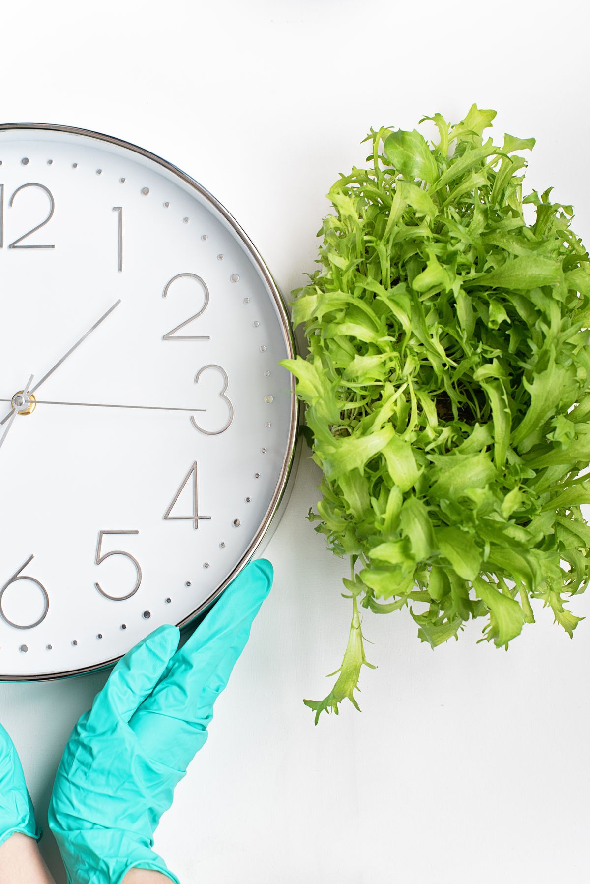 A wall clock next to lush green plant leaves, illustrating the day-night timing separation at the core of CAM photosynthesis's growth cost