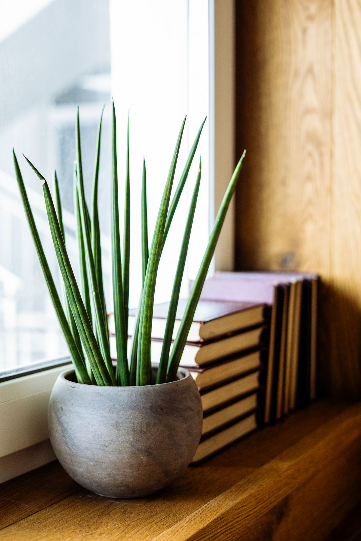 A potted houseplant sits alongside stacked books on a sunlit wooden windowsill