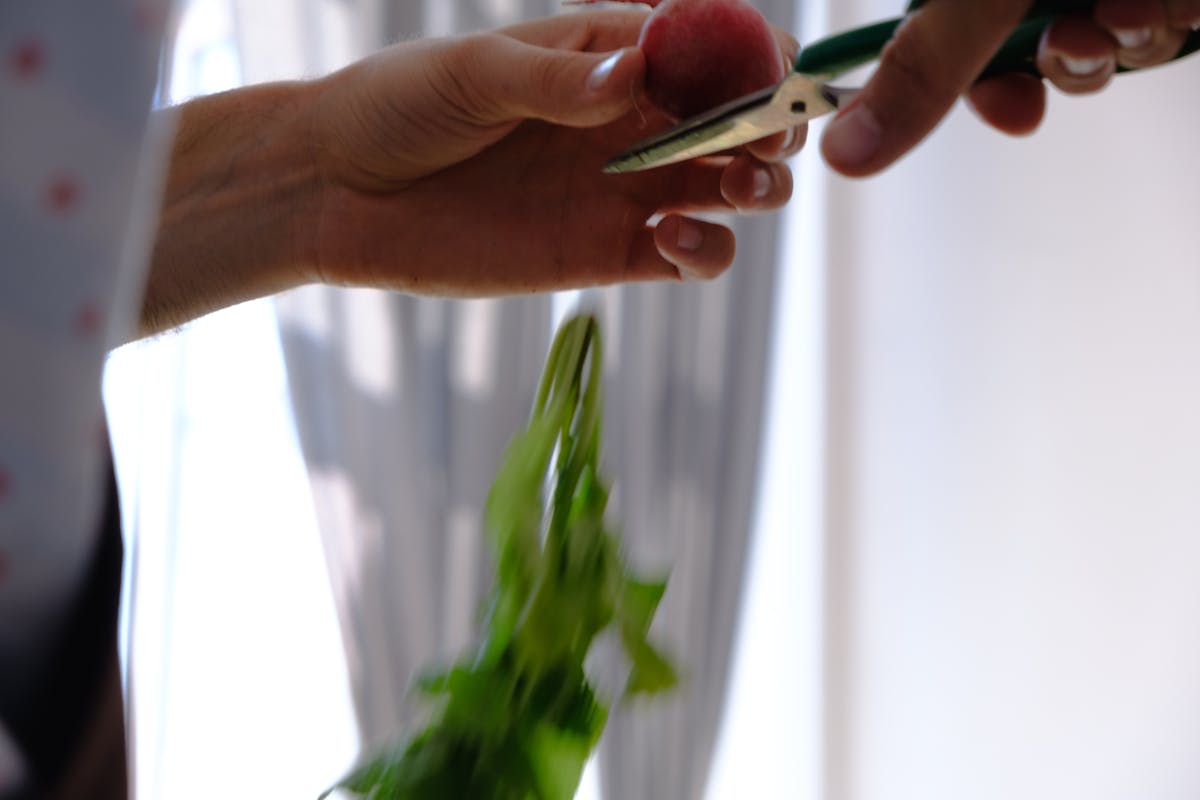 Close-up of hands holding pruning shears cutting a plant leaf indoors — the correct technique for taking a clean leaf section that will callus evenly and root successfully