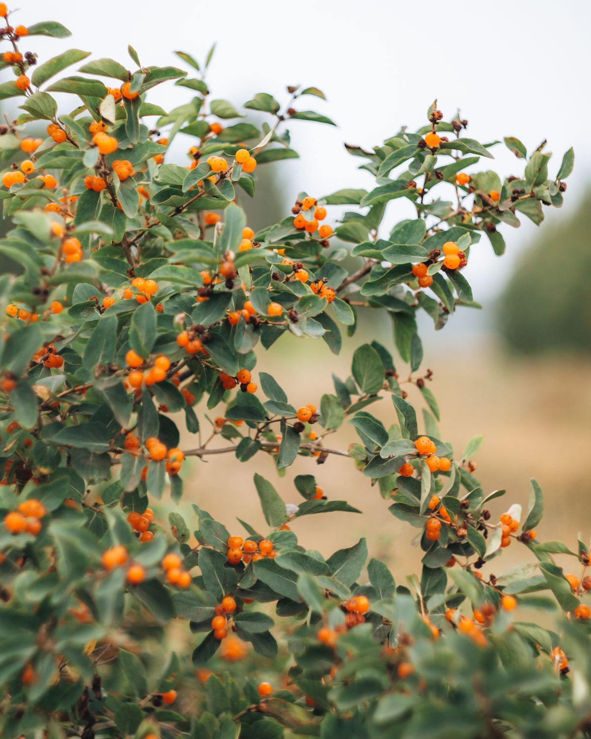 Vivid close-up of orange berries growing on a shrub, surrounded by green leaves