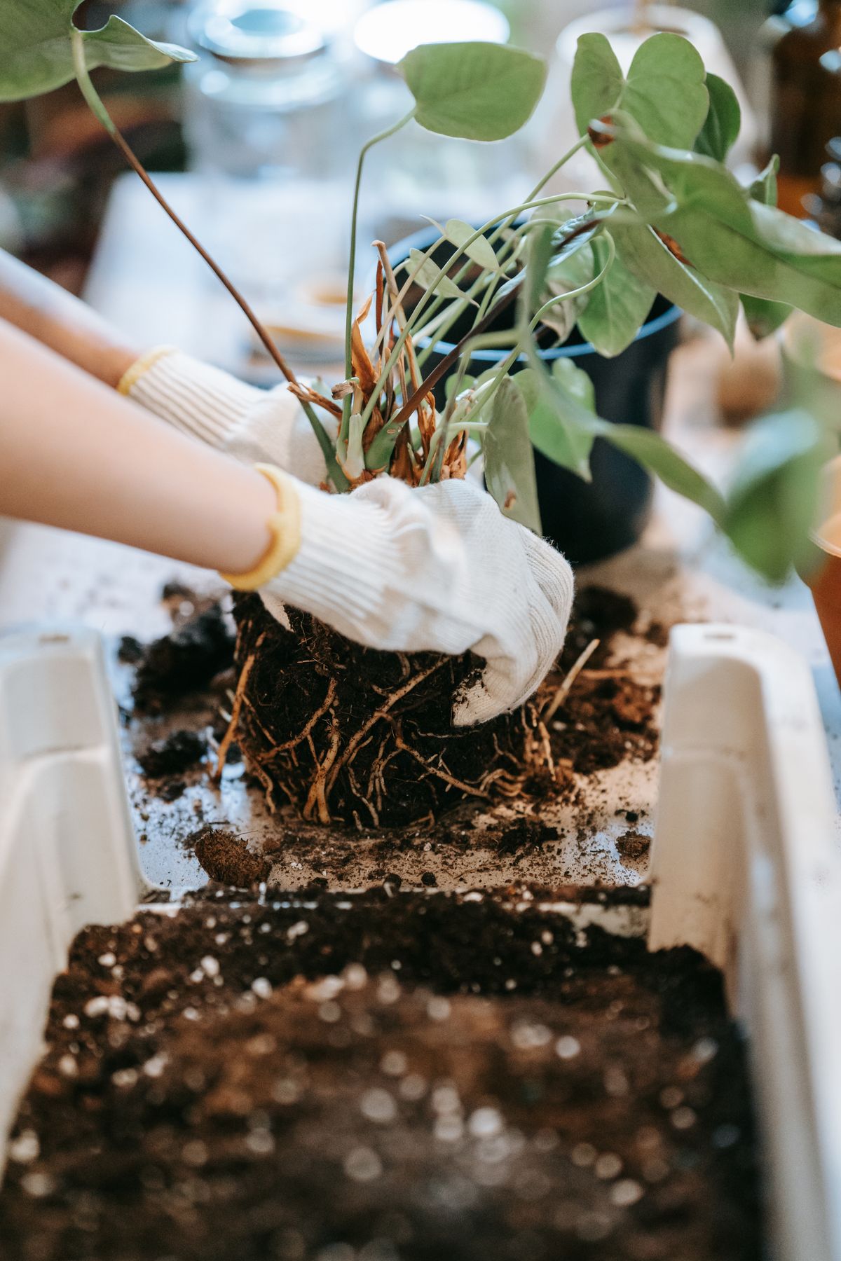 Close-up of hands transplanting a plant with roots visible in soil, illustrating the process of separating an established pup from its parent rhizome