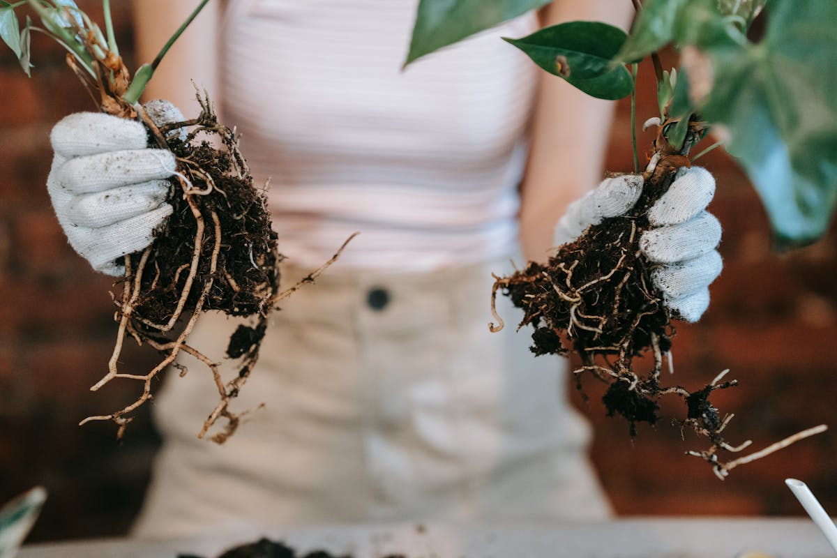 Gardener in protective gloves holding houseplants with clearly visible white root systems outdoors demonstrating rhizome division and root propagation technique for succulents