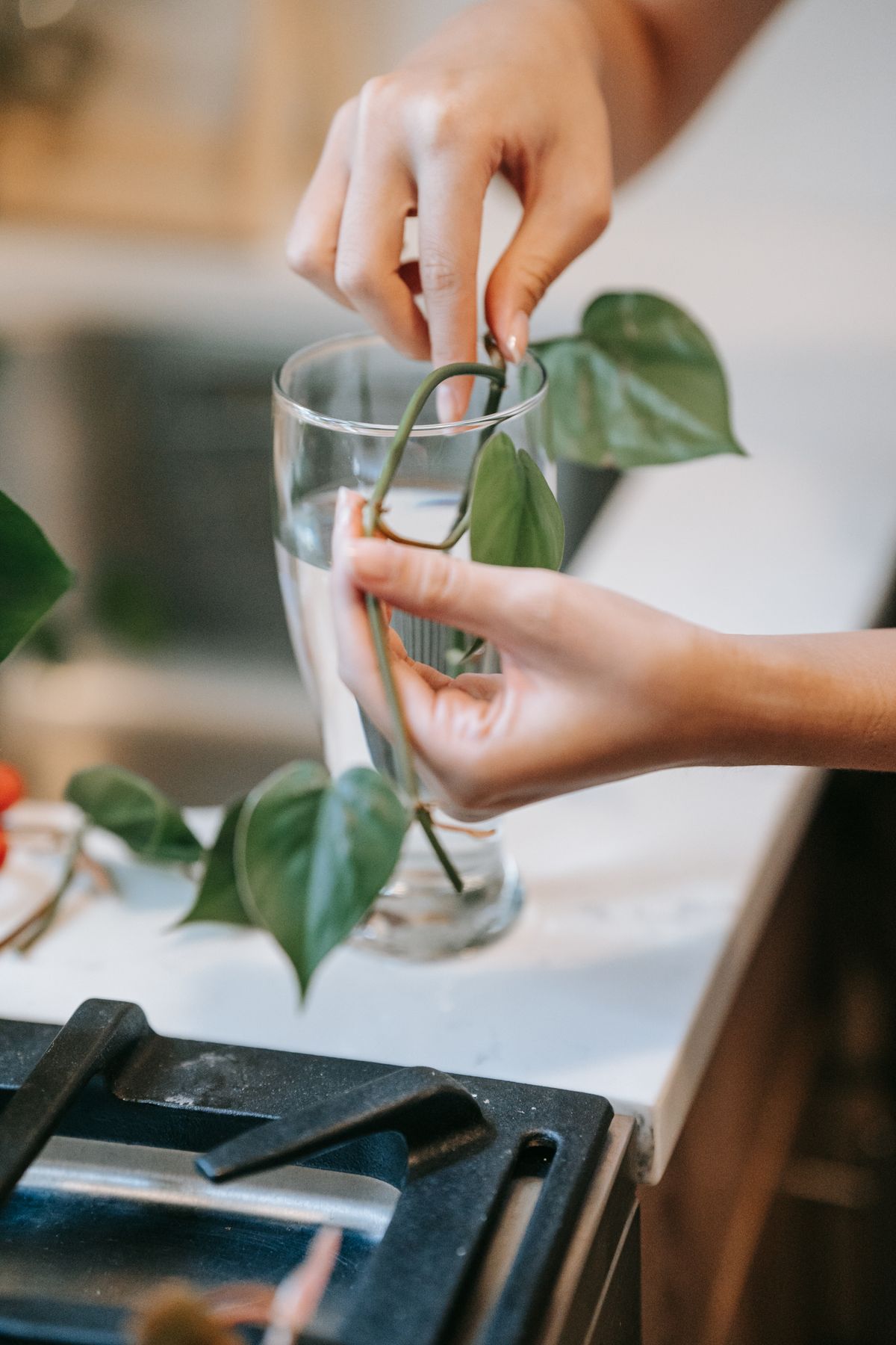 Close-up of hands arranging plant cuttings in a glass container for propagation, illustrating how a leaf cutting regenerates from its own inner tissue