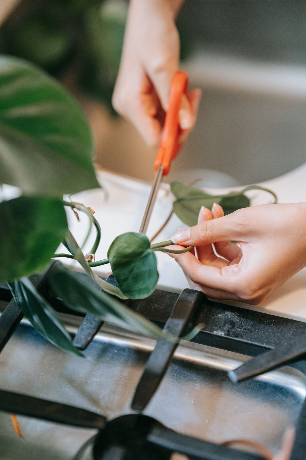 Close-up of hands pruning a houseplant with scissors over a kitchen sink