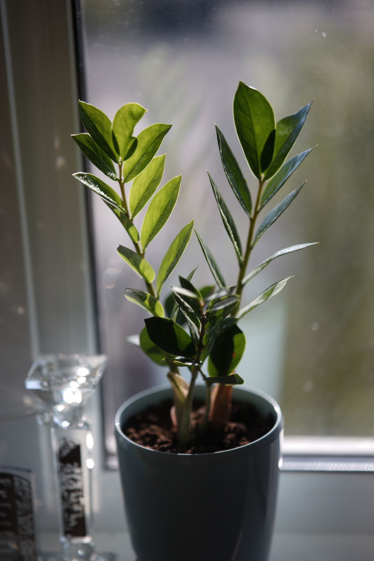 Close-up of a vibrant indoor plant in a pot on a sunny windowsill