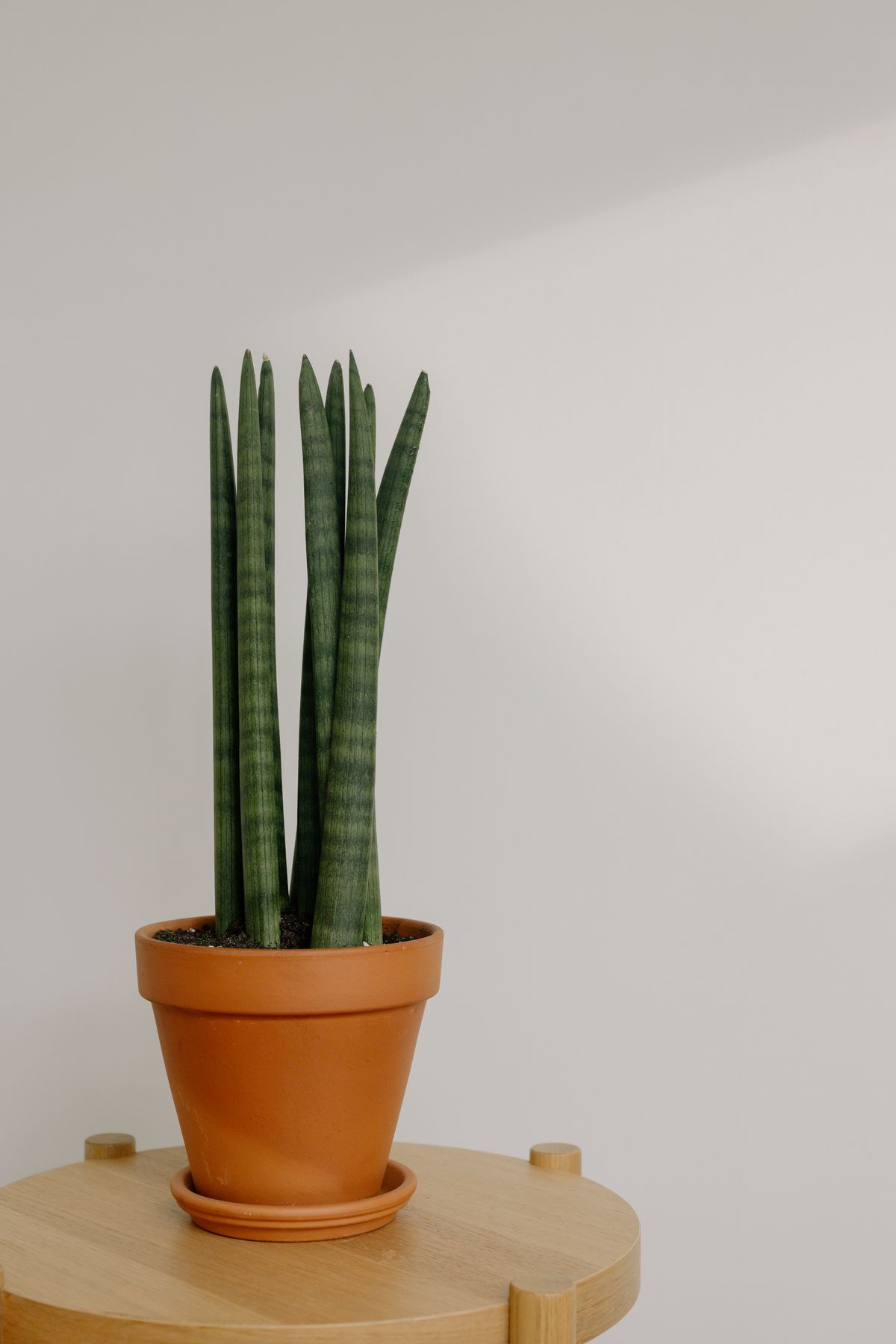 Snake plant in terracotta pot on wooden table with natural light