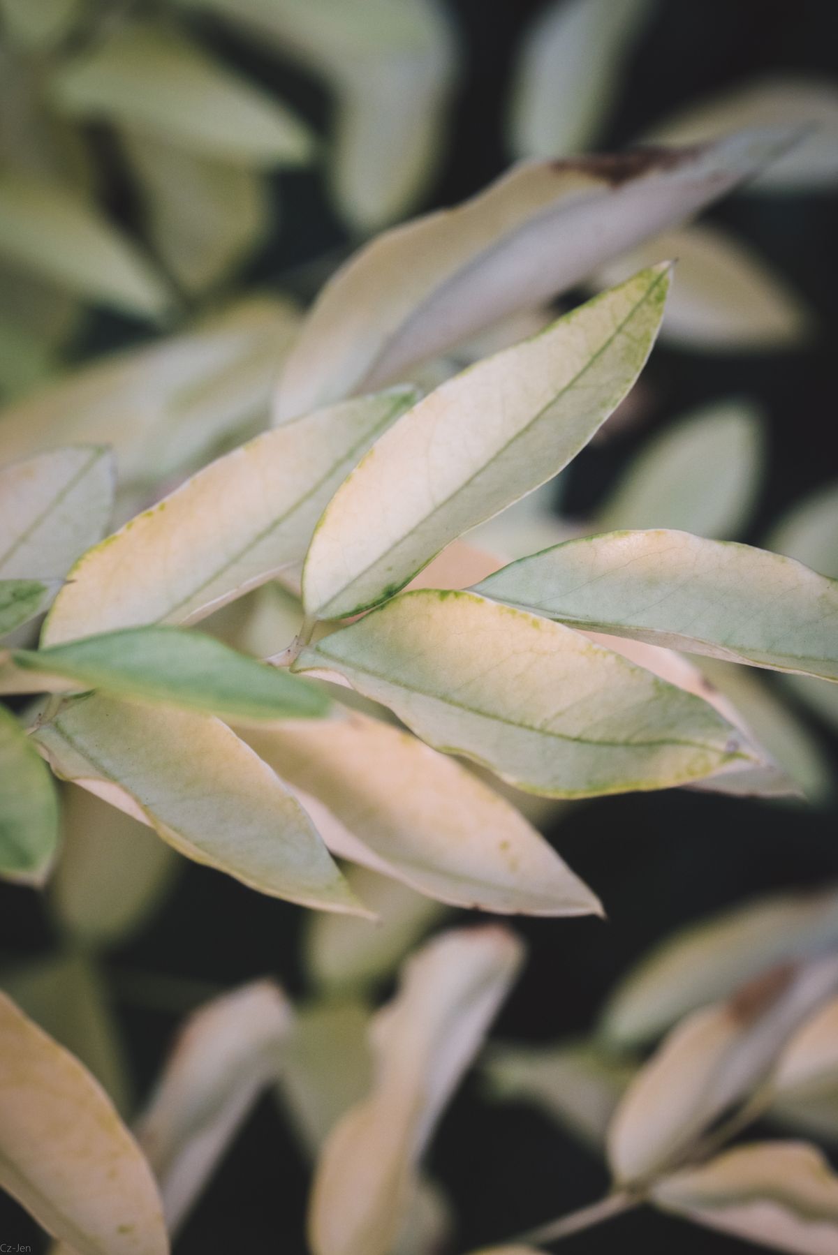 Why Do Snake Plant Leaves Lose Their Green Banding?