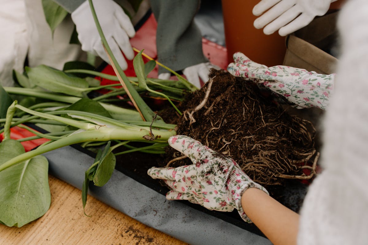 Hands in protective gloves repotting a houseplant showing exposed root system soil and root structure during indoor plant care and repotting process