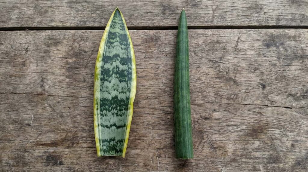 Two Sansevieria leaf forms showing linear lanceolate flat blade and cylindrical round leaf morphology