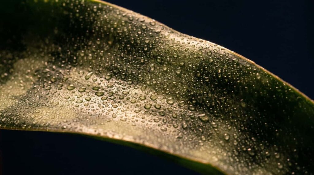 Night time leaf surface of CAM plant snake plant with dew and visible stomatal pores for nocturnal gas exchange